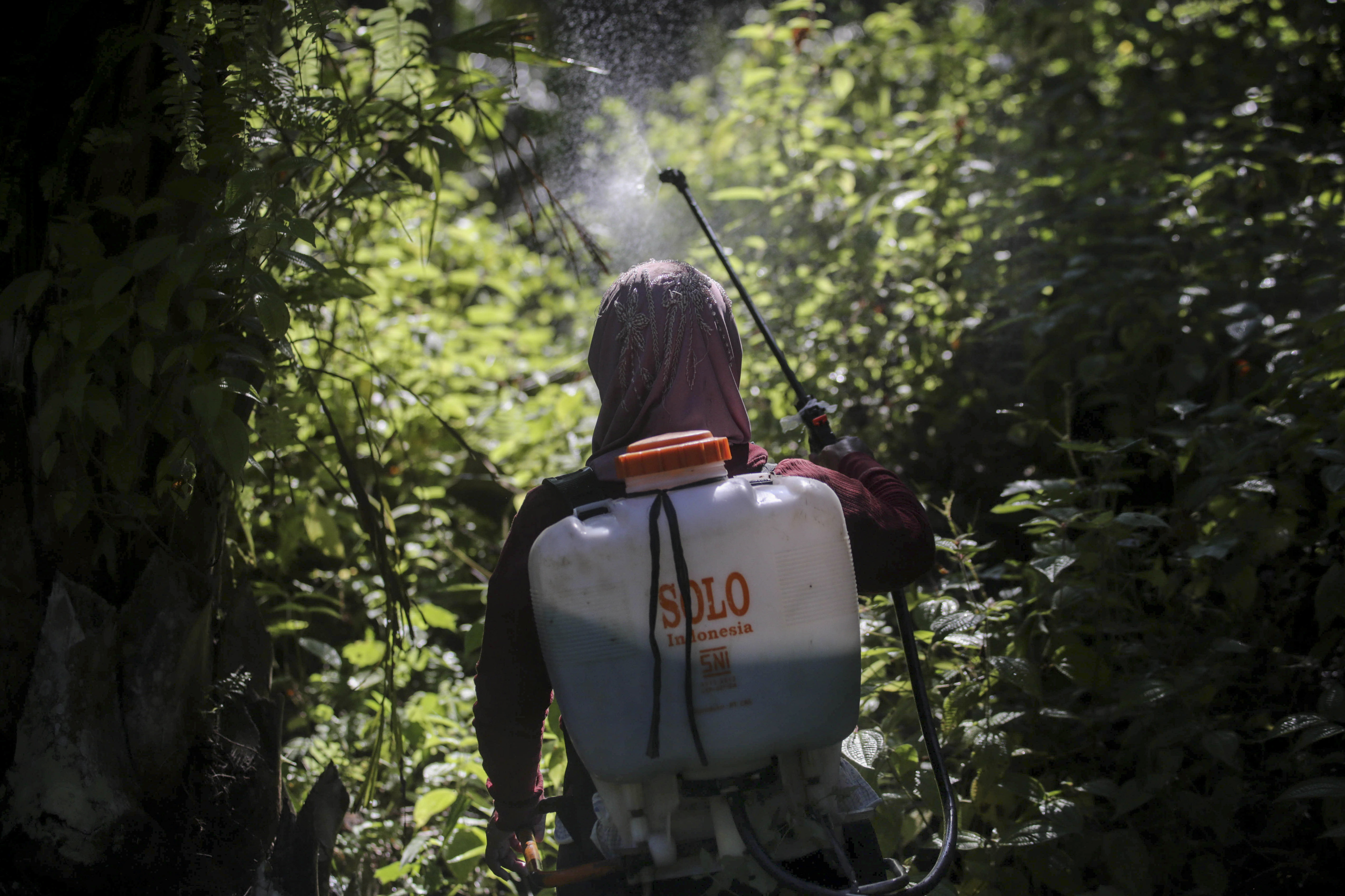 A female worker sprays herbicide in a palm oil plantation in Sumatra, Indonesia