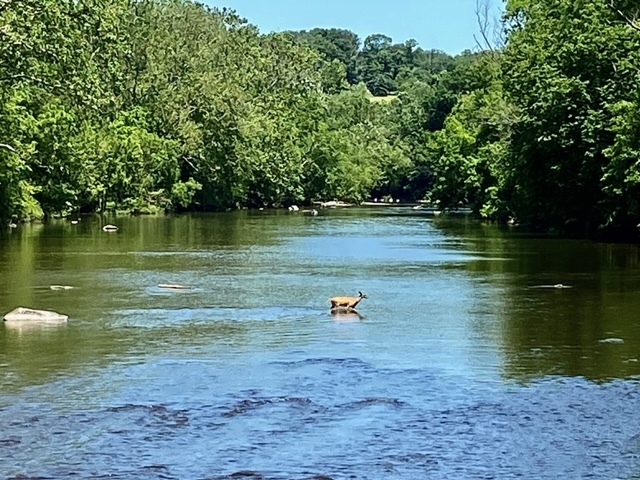 deer crossing a river