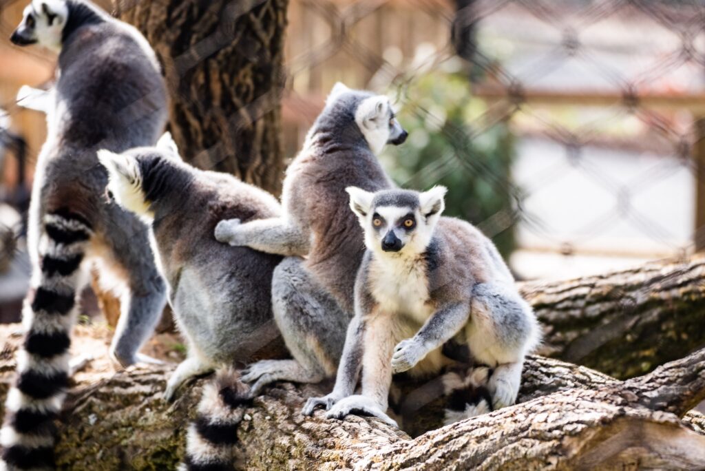 brandywine_valley_zoo_madagascar_exhibit_112420_01 A group of lemurs at the Brandywine Zoo