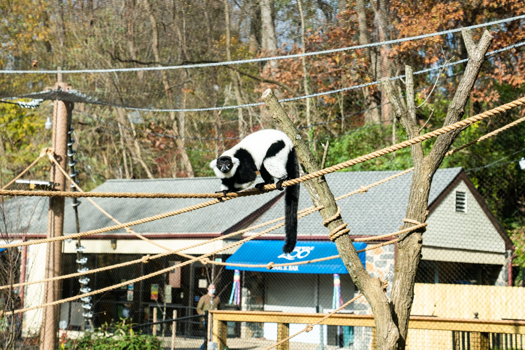 Brandywine Zoo Madagascar exhibit