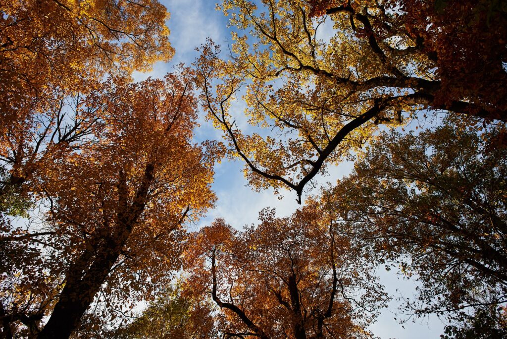 fairmount_park_conservancy_trees_112520 A peak through the trees in Fairmount Park.
