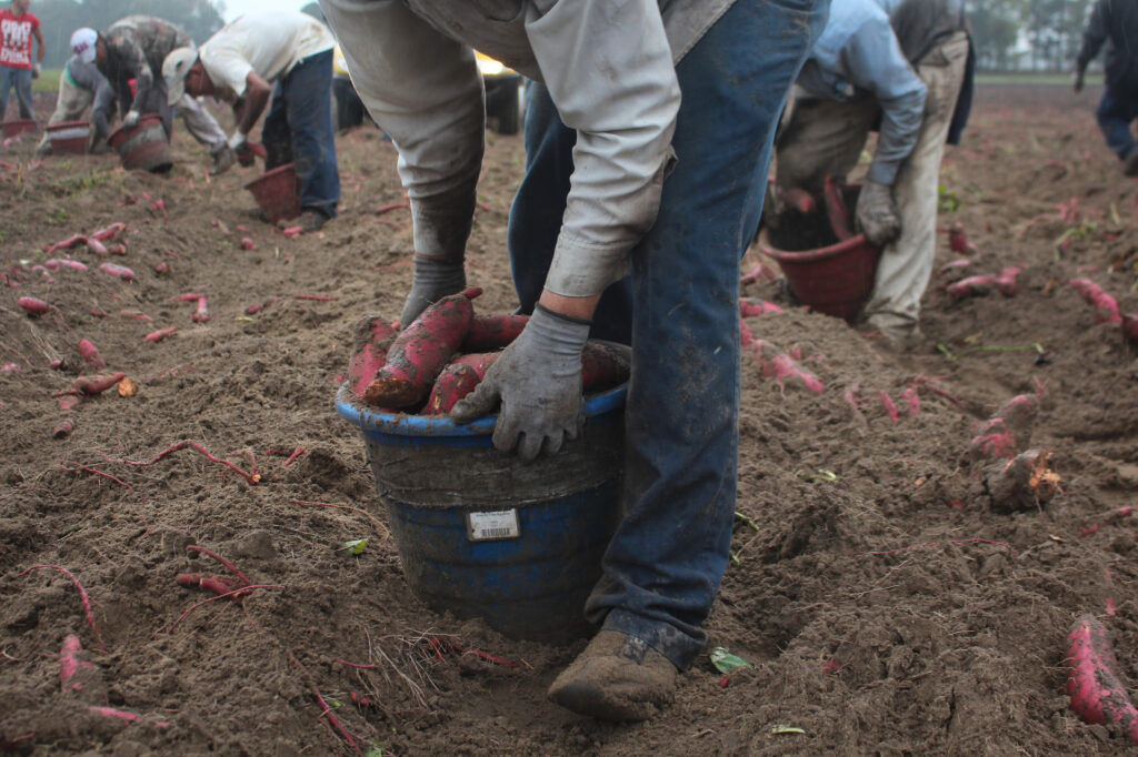 These men, harvesting sweet potatoes in North Carolina, came to the U.S. on H-2A visas that are designated for seasonal agricultural workers. Such “guest workers” now account for about ten percent of U.S. farm workers. These men, harvesting sweet potatoes in North Carolina, came to the U.S. on H-2A visas that are designated for seasonal agricultural workers. Such