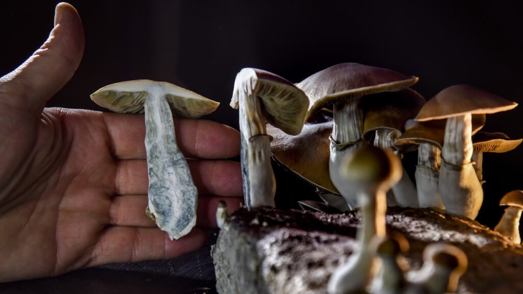 WASHINGTON, DC – FEBRUARY 5: A DC resident has an operation growing psilocybin mushrooms. With the legalization of marijuana advocates in several states including Oregon have pushed the legalization of other drugs such as ‘magic mushrooms’. (Photo by Jahi Chikwendiu/The Washington Post via Getty Images) A DC resident has an operation growing psilocybin mushrooms. With the legalization of marijuana advocates in several states including Oregon have pushed the legalization of other drugs such as 'magic mushrooms'. (Photo by Jahi Chikwendiu/The Washington Post via Getty Images)