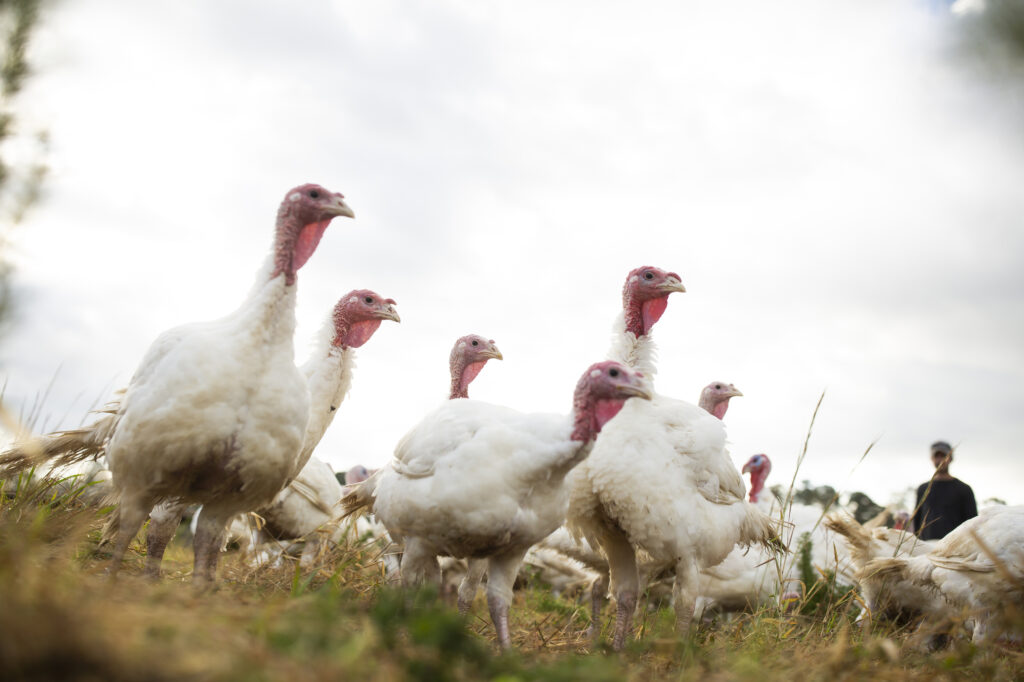 Broad Breasted White turkeys roam their open-air enclosure on the Shenk Family Farm in Newport, N.C. Smaller turkeys are in demand this Thanksgiving as many families plan on staying home rather than attending large gatherings. Broad Breasted White turkeys roam their open-air enclosure. (Madeline Gray for NPR)