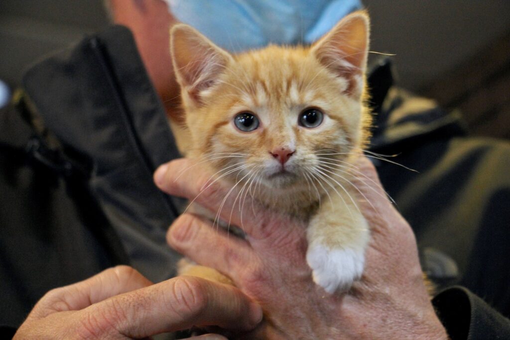 2020 12 23-e lee-sonny-westampton nj burlington county recycling plant-kitten rescue Brian Marshall holds Sonny, one of two kittens his family adopted