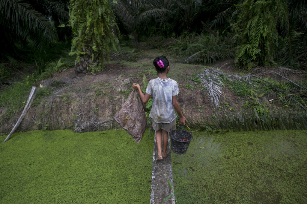 Fruits of Labor The Children A child carries palm kernels collected from the ground across a creek at a palm oil plantation in Sumatra, Indonesia, Monday, Nov. 13, 2017. (AP Photo/Binsar Bakkara)