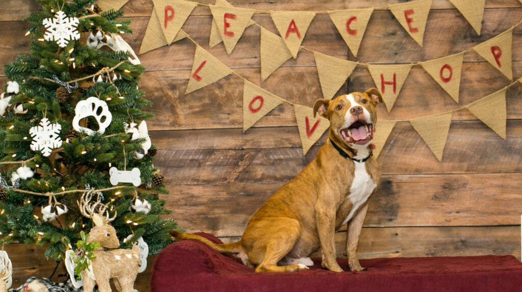 Frosted Flakes the dog stands on a Barker Bed next to a Christmas tree