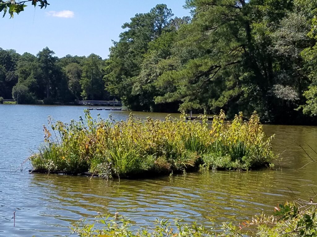 Floating wetlands at Trap Pond State Park.