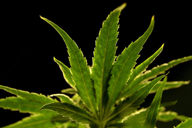 A closeup of a marijuana plant