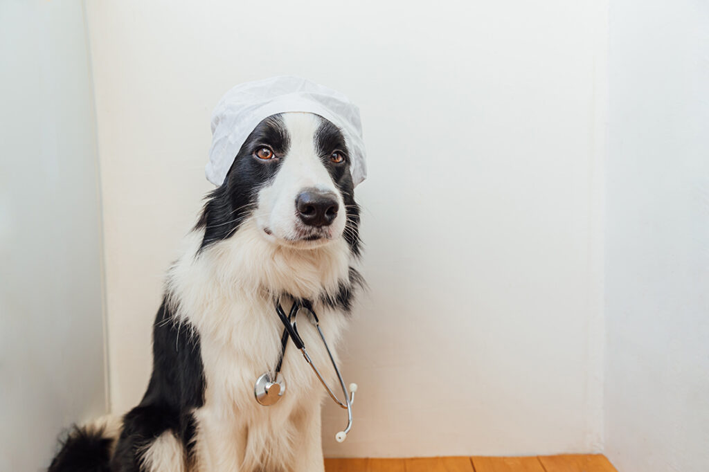 A border collie dog with a stethoscope and dressed in doctor costume