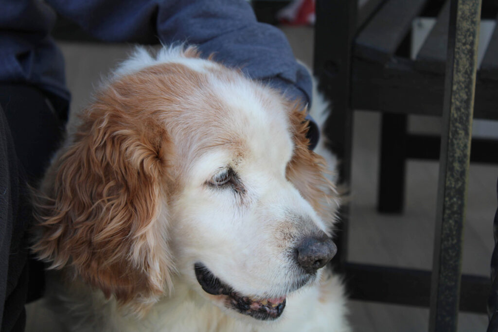 Emma, a Welsh Springer Spaniel. Bidding a beloved animal farewell is hard. Knowing when it’s time can be even harder.  (Courtesy of Grant Hill)