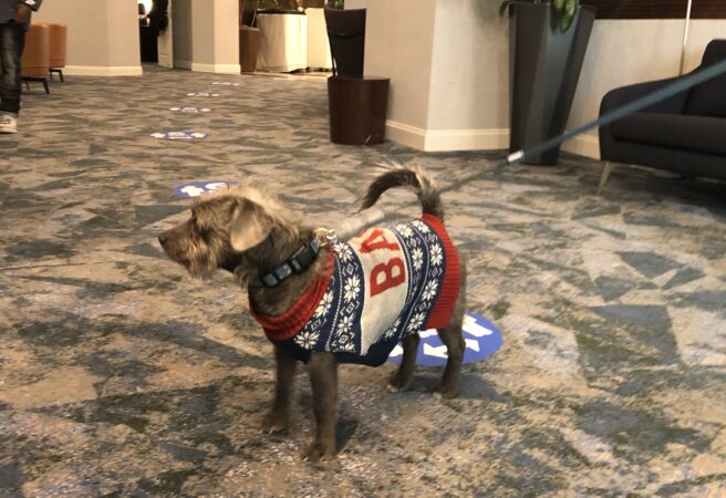 Mr. Scruffs is a service dog for one of the Hope Center's temporary tenants. (Cris Barrish/WHYY)