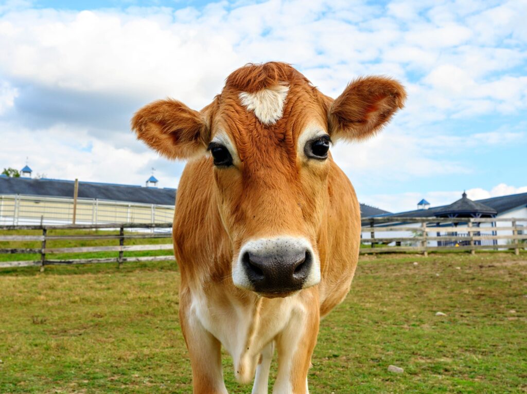 Crouton the steer went viral on Twitter in 2019. In 2020, the Crouton Crew grew to over 50,000 followers. Crouton the steer