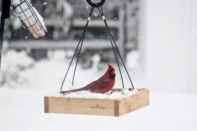 A cardinal visits a snow covered bird feeder in Moorestown, N.J.