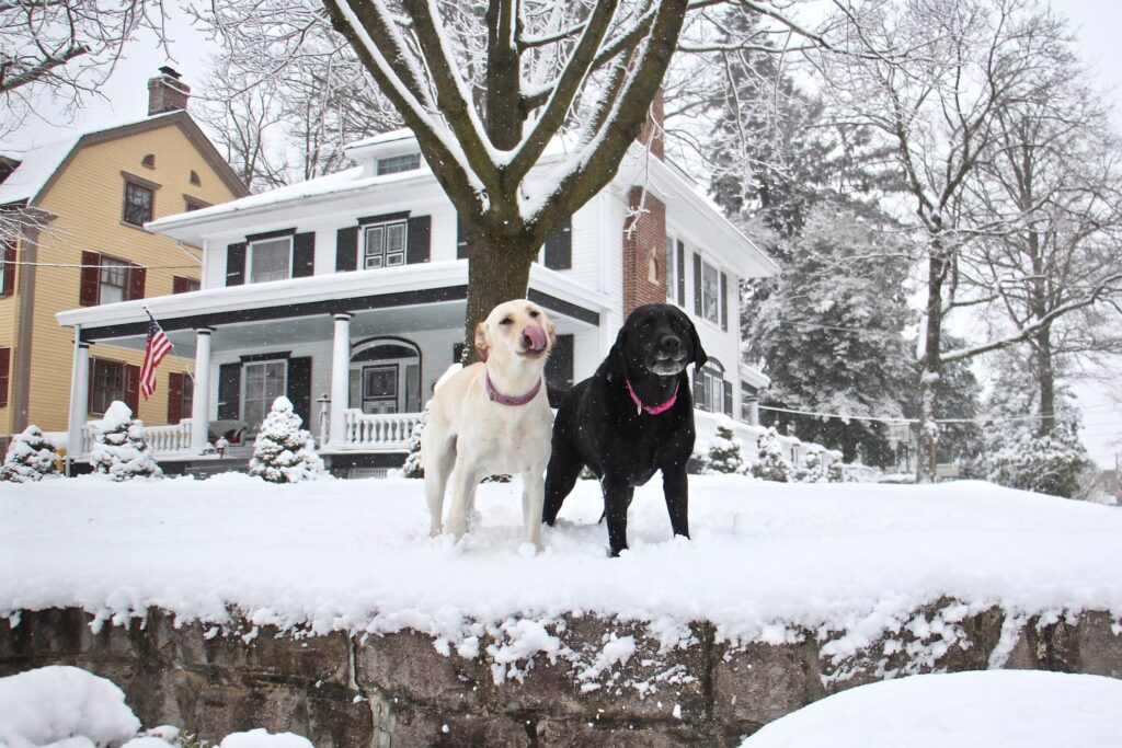 2021 02 18-e lee-moorestown nj-snowstorm dogs Dogs frolic in their snowy yard in Moorestown, N.J.
