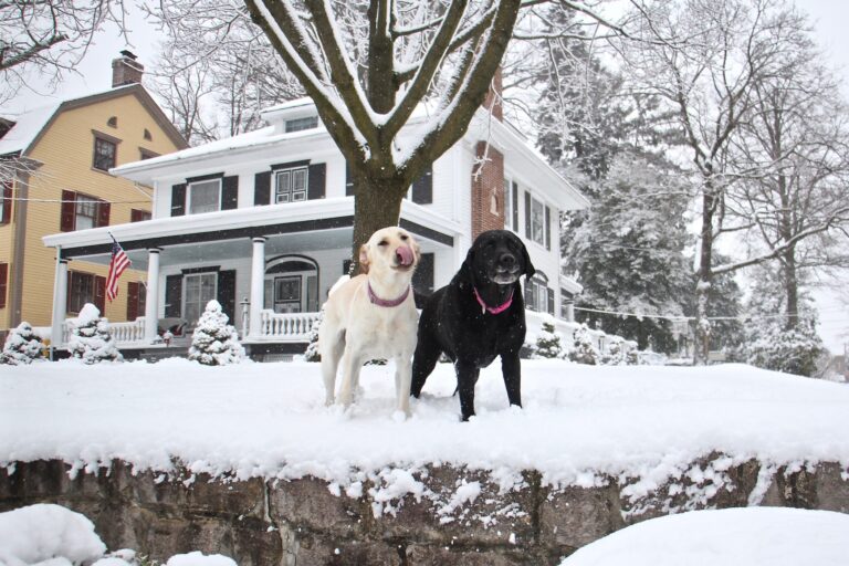 Dogs frolic in their snowy yard in Moorestown, N.J.