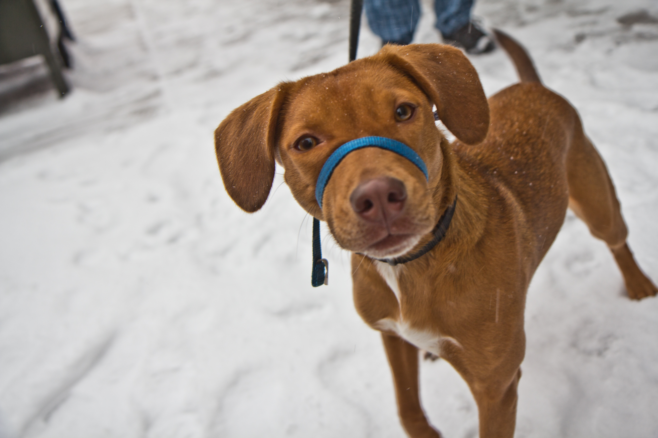 1-year-old rescue dog Pepper takes an early morning walk in the snow