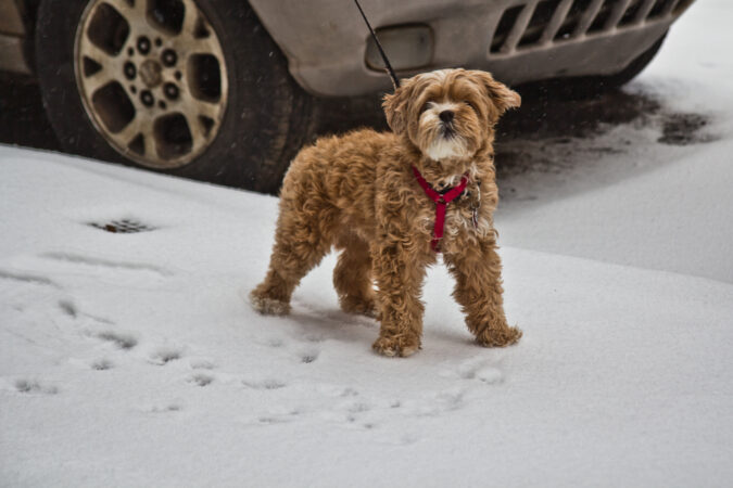 Piper enjoys an early morning walk in the snow