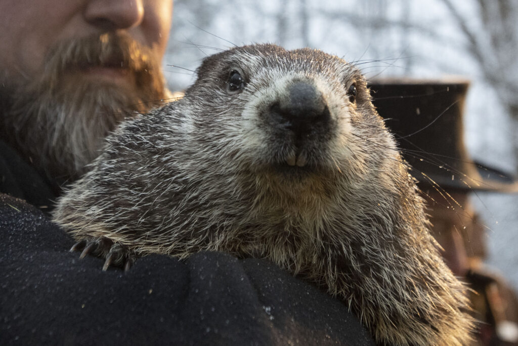 Groundhog Day Groundhog Club co-handler Al Dereume holds Punxsutawney Phil