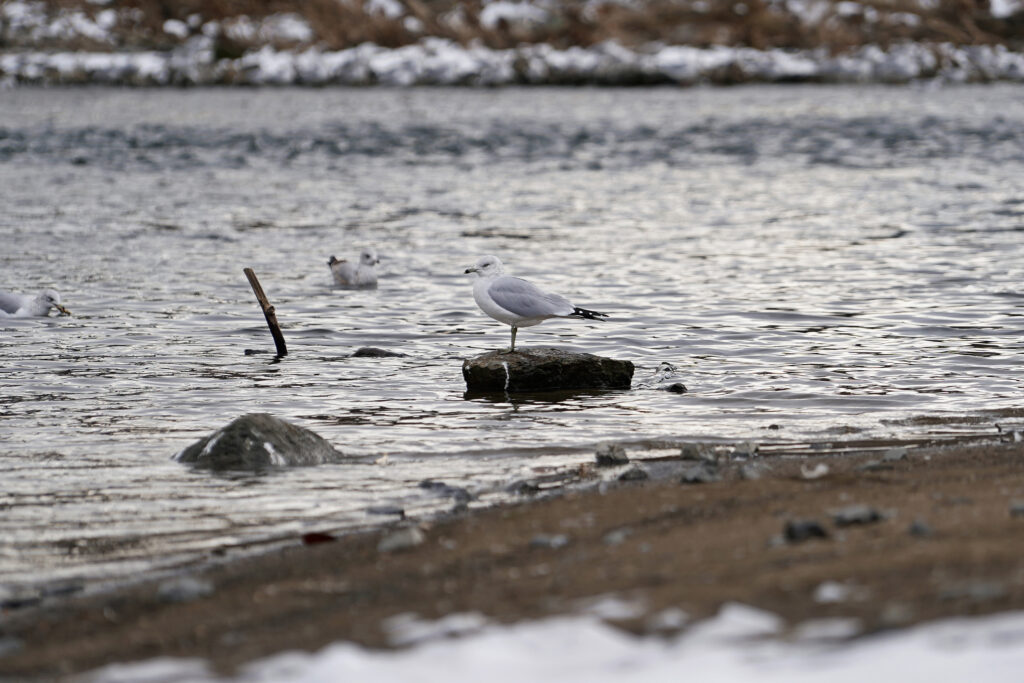 Delaware River Project 34 Birds move near the bank of the Delaware River in Easton