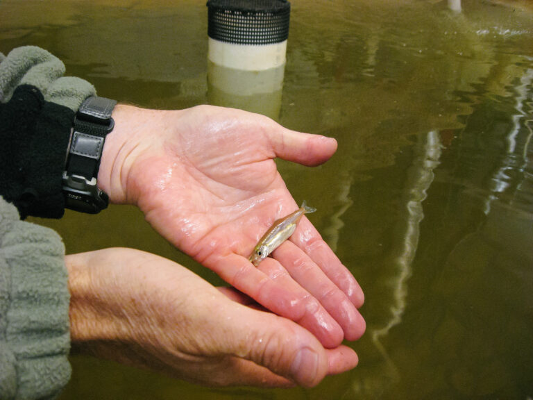 Delta smelt at rearing facility