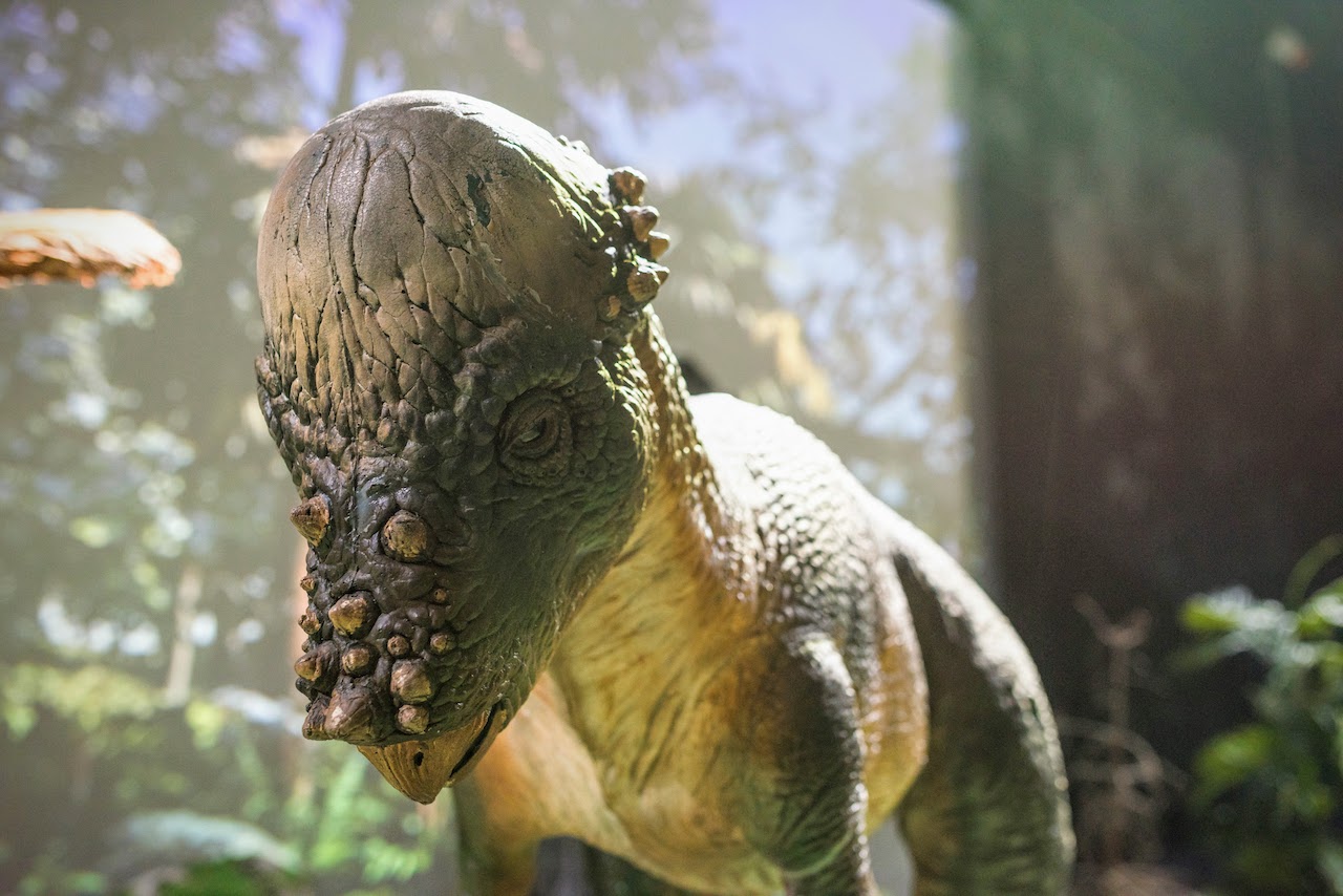 An animatronic Pachycephalosaurus