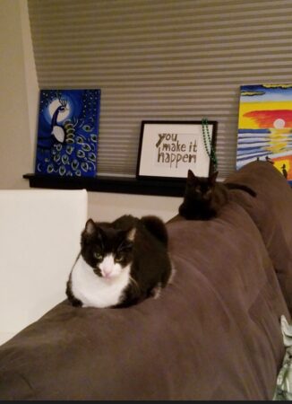 Clarissa sits on the back of a couch next to a younger kitty