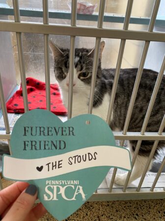 A kitty stares at a valentine from their kennel.