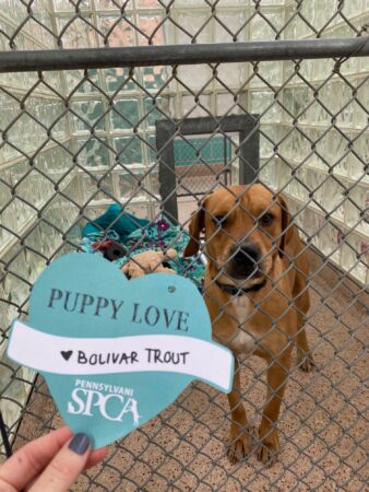 A pup poses next to a valentine in their kennel.