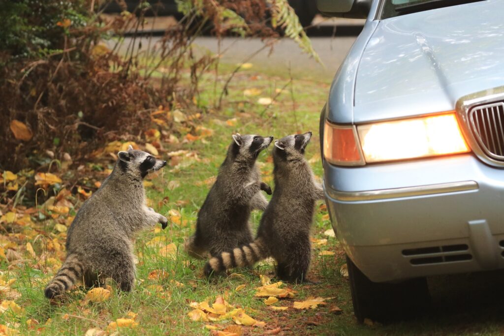 main PDZA Raccoons_Photo Cred – Zach Hawn_102218 In cities, wildlife like raccoons and coyotes tend to elicit shrieks of horror, rather than cries for compassion. Why we should rethink our relationship with them. (Courtesy of Zach Hawn and the Point Defiance Zoo and Aquarium)