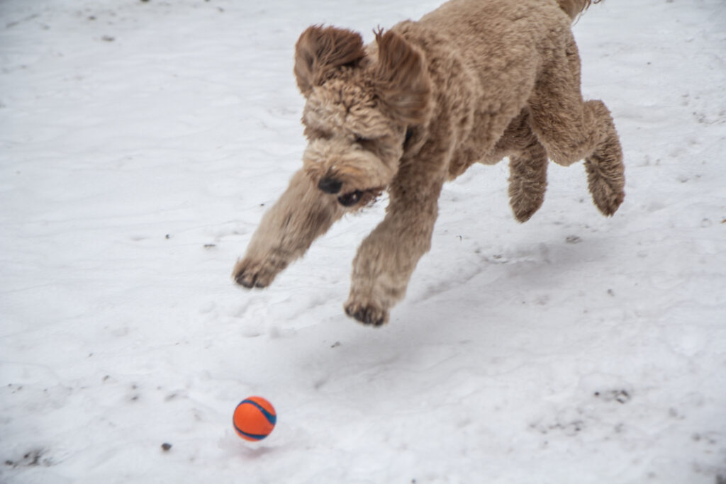 Jones pounces a ball at Rittenhouse Square. (Kimberly Paynter/WHYY) Jones pounces a ball at Rittenhouse Square.