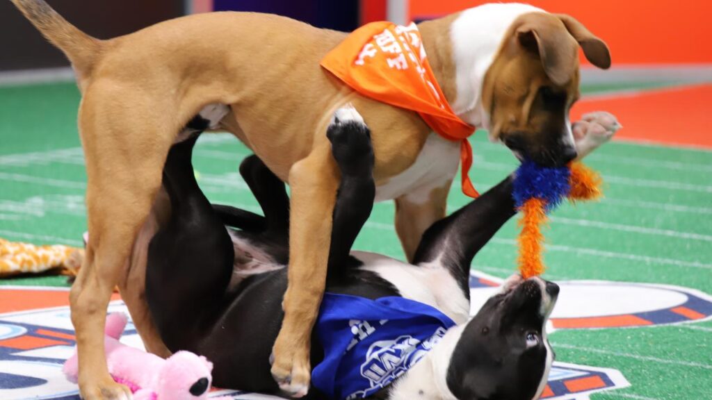 puppy_bowl_XVII_020221_01 A tan puppy holds a toy in their mouth while standing over a black and white puppy