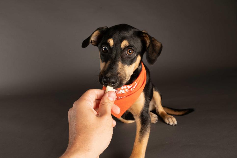 Puppy Eclipse snags a treat from a human's hand while wearing a Team Ruff bandana