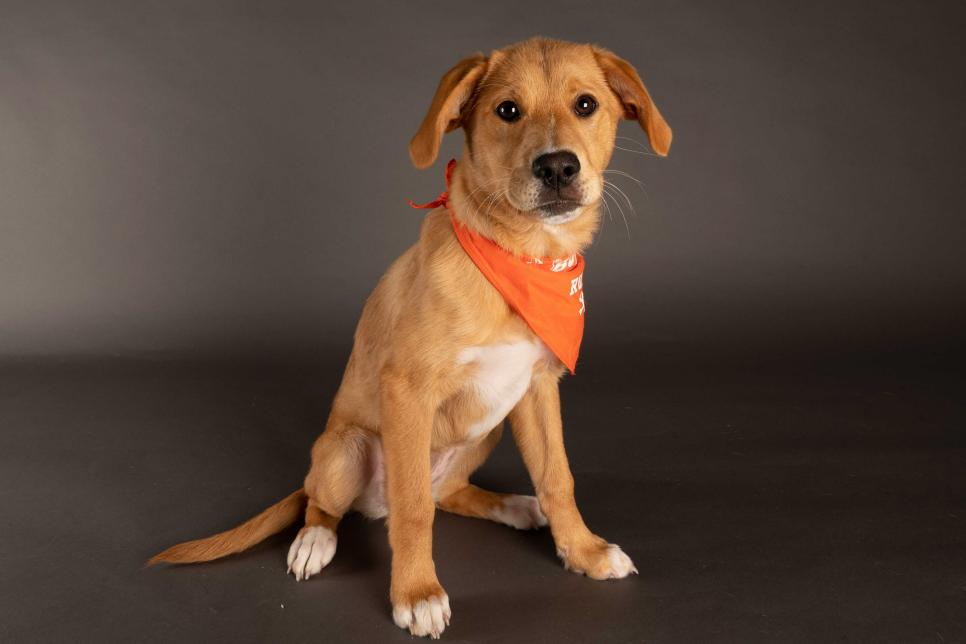 Puppy Hope sits on her back legs while wearing a Tea Ruff bandana