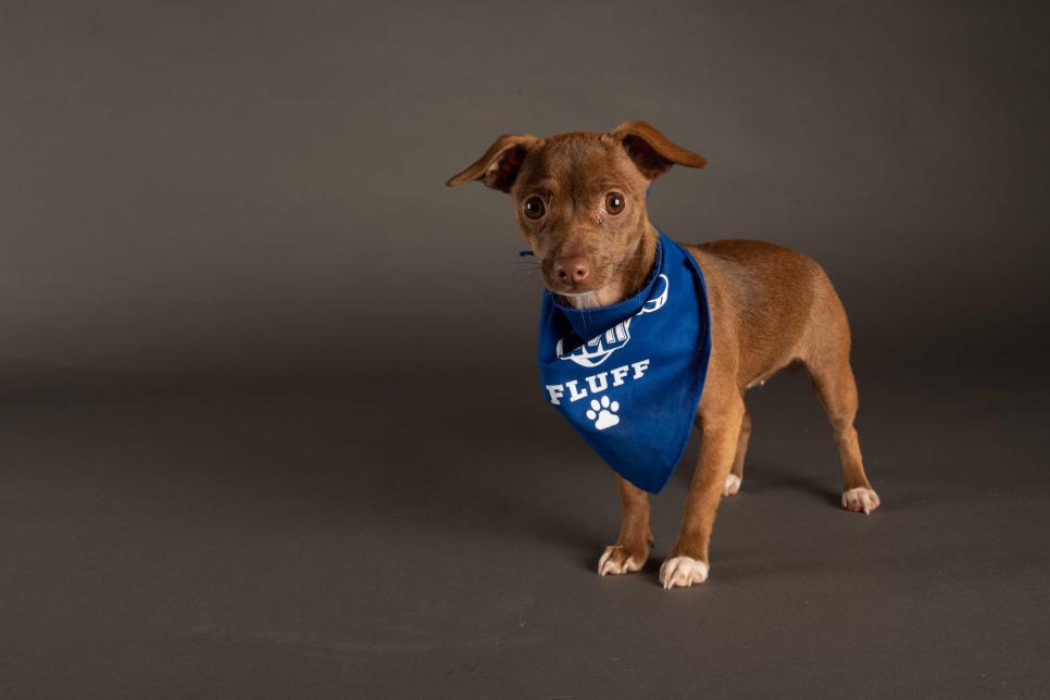 Puppy Pacific appears off-center while while wearing a Team Fluff bandana