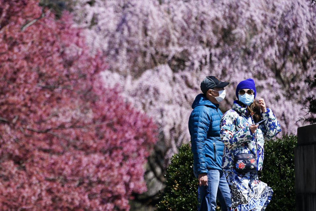 People wearing face masks walk past blossoming trees
