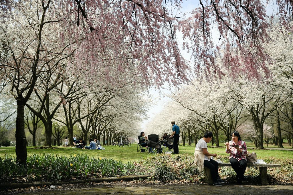 Pennsylvania Daily Life People picnic amongst trees blooming with flowers at the Fairmount Park Horticulture Center
