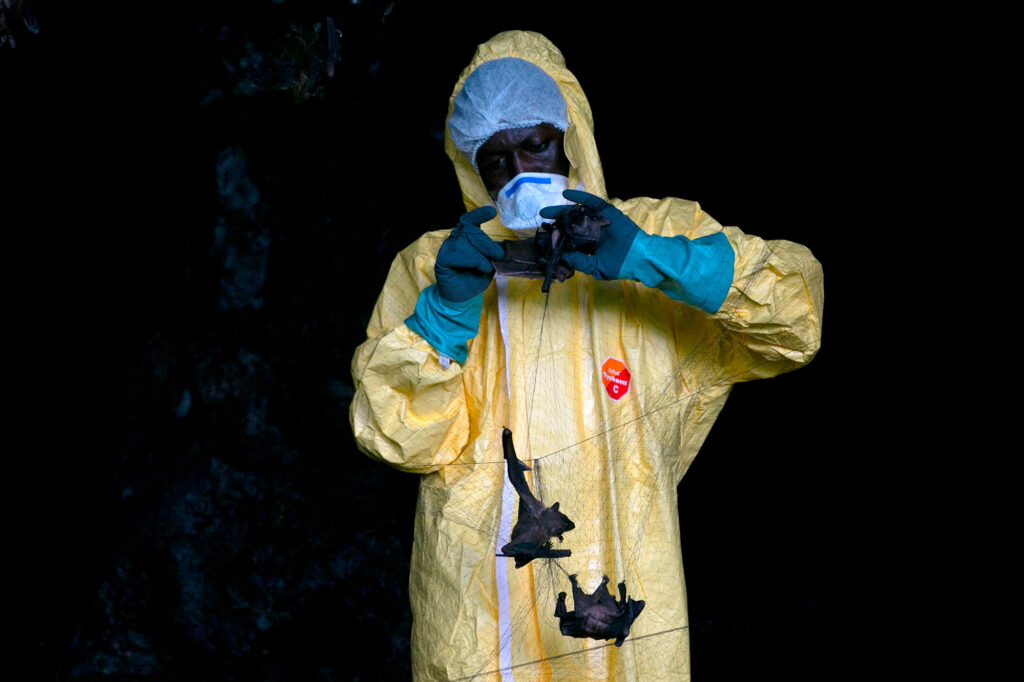 A researcher with Franceville International Medical Research Centre collects bats in a net on November 25, 2020 inside a cave in Gabon. Scientists are looking for potential sources for a possible next coronavirus pandemic. A researcher with Franceville International Medical Research Centre collects bats in a net on November 25, 2020 inside a cave in Gabon. Scientists are looking for potential sources for a possible next coronavirus pandemic.
(Steeve Jordan/AFP via Getty Images)