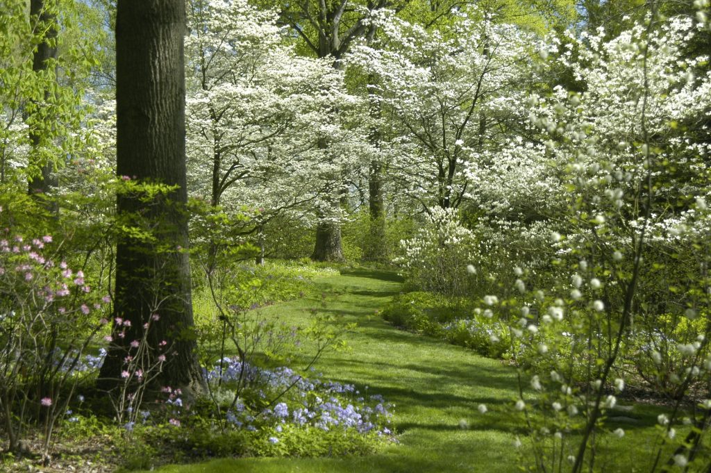 dogwood_path_delaware_032821 A path of dogwoods at Mt. Cuba Center Botanical Gardens