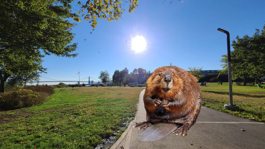 fishtown-penntreatypark-beavercrop Fishtown naturalists are excited over an apparent beaver at Penn Treaty Park (not to scale). (Billy Penn illustration)