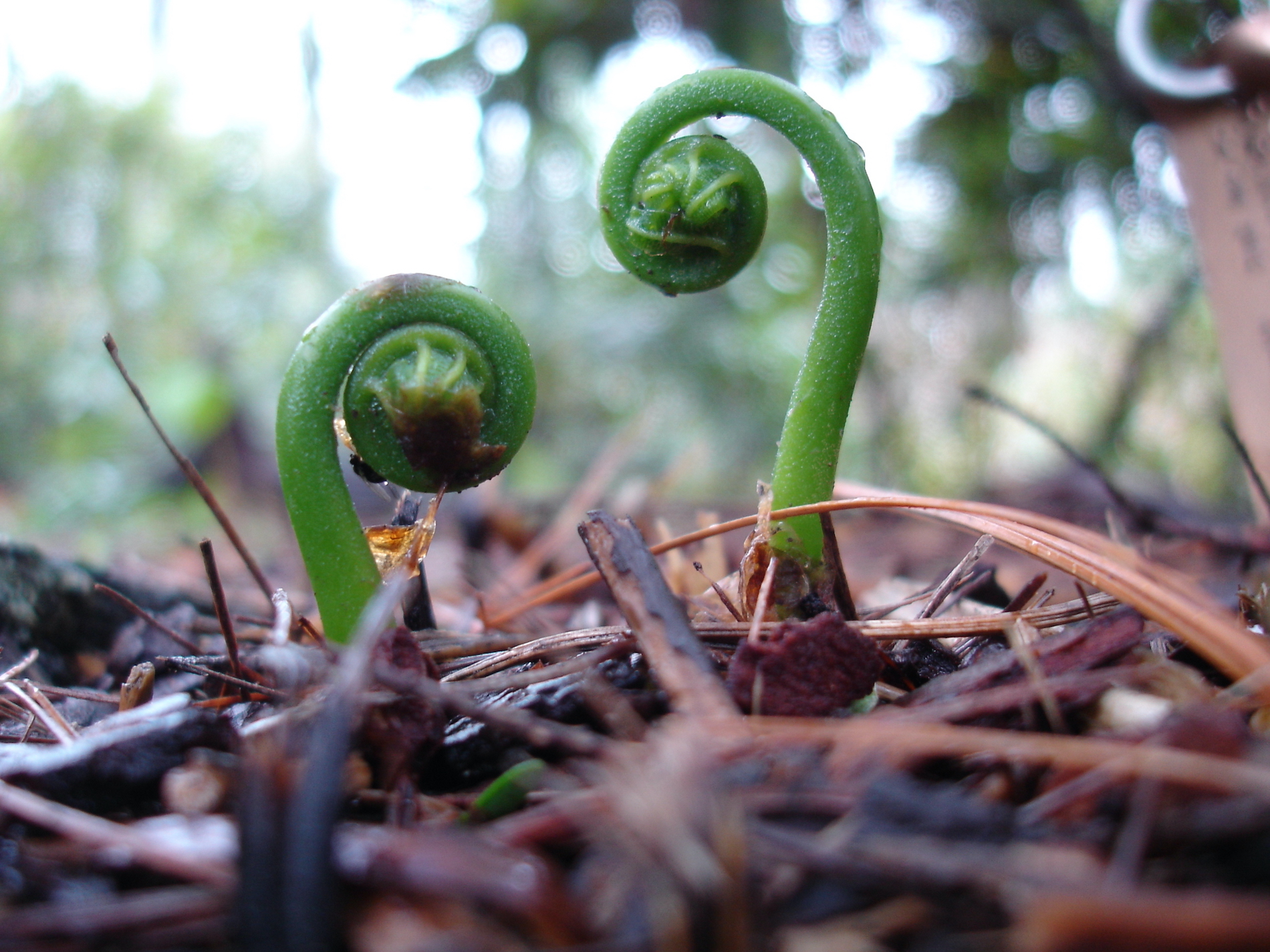 A Diplazium pycnocarpon is seen sprouting