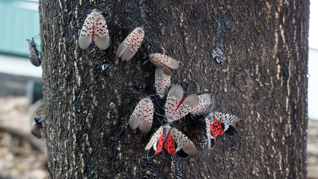 spotted_lanternfly_generic_03_USDA_lance_cheung A closeup of spotted lanternflies on a tree