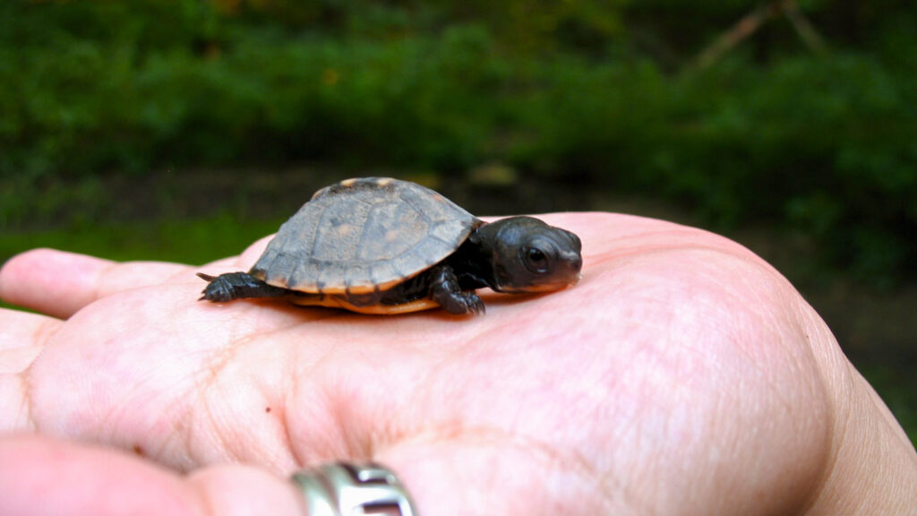 turtle A baby turtle in Roxborough (Flickr Creative Commons/Tim McFarlance)