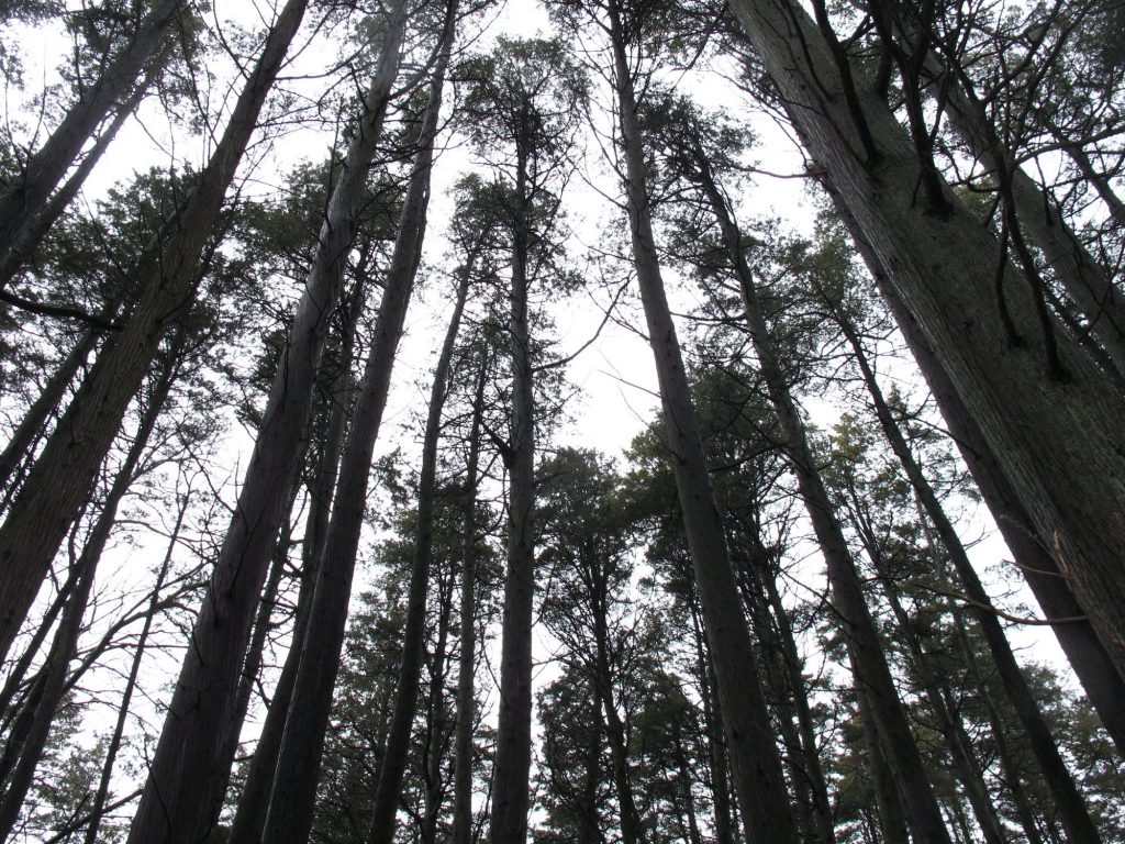 Pinelands Pipeline A look through the trees in New Jersey's Pinelands