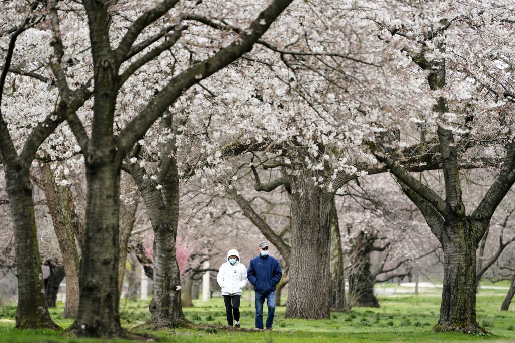 Virus Outbreak Pennsylvania Daily Life Janet Nemec and her husband Dale walk beneath blossoming trees along Kelly Drive