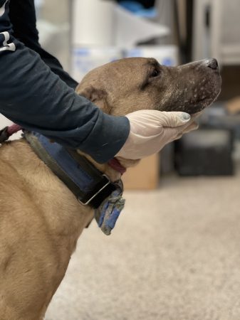 A Humane Law Enforcement Officer pets a dog rescued from a suspected dogfighting ring.