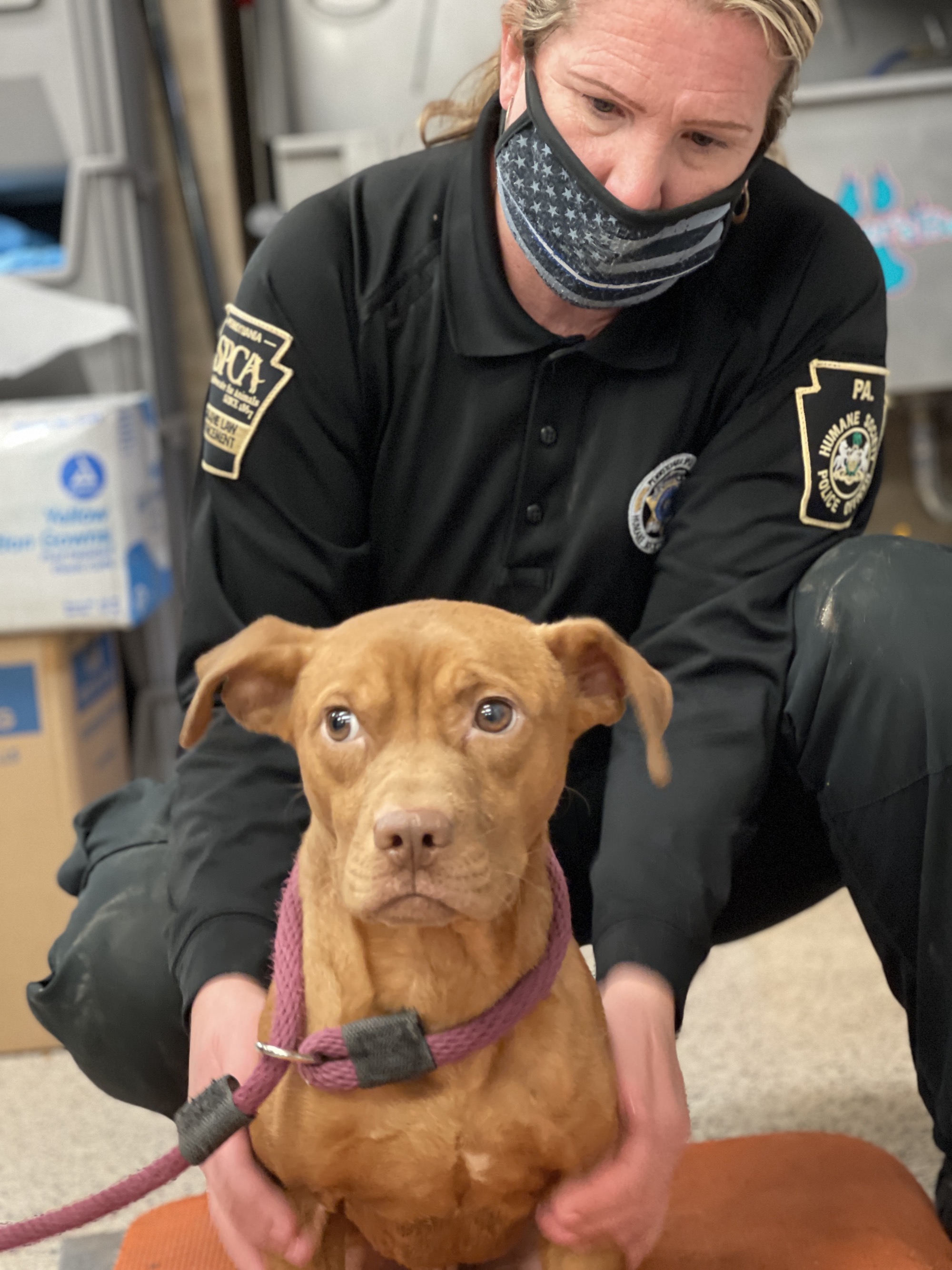 A Humane Law Enforcement Officer sits with a dog rescued from a suspected dogfighting ring.