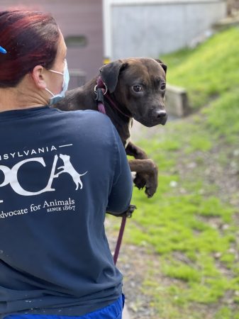 A PSPCA worker transports Pistachio the dog from a suspected dogfighting ring.