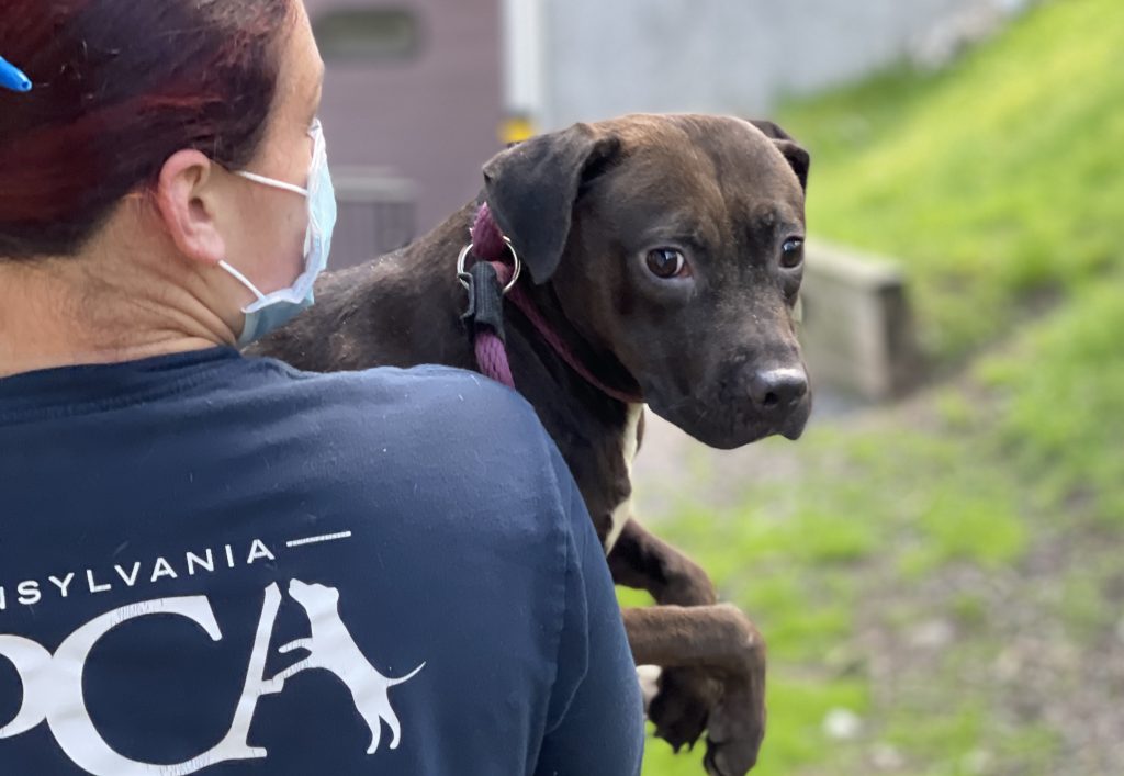 PSPCA_dogfighting_ring_041321_6 A PSPCA worker transports Pistachio the dog from a suspected dogfighting ring.