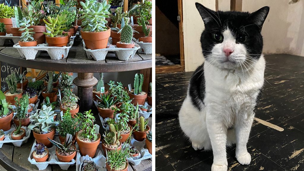 PSPCA_houseplant_cat_club_040821 Left: Plants are pictured at Urban Jungle Philly; Right: Silver the cat is pictured in a foster home